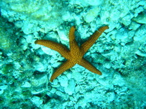 Scuba Diving
