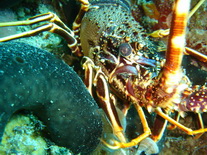 Scuba Diving