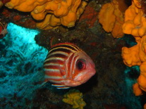 Scuba Diving