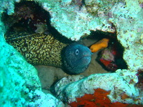 Scuba Diving