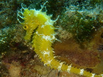 Scuba Diving