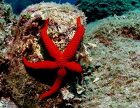 Scuba Diving