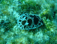Scuba Diving