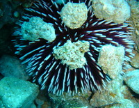 Scuba Diving